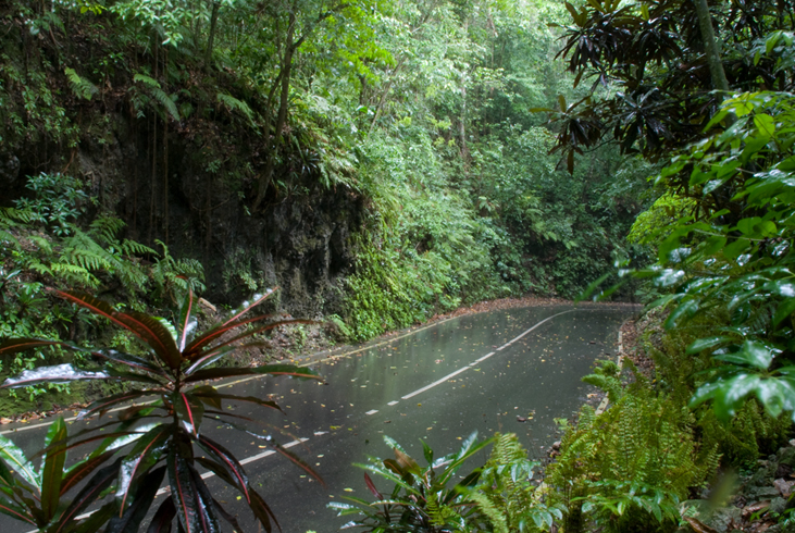 Lush Fern Gully